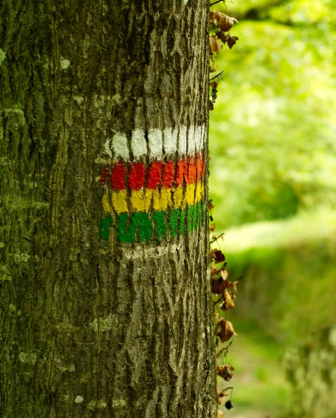 Vandringstecken Ett Träd Skogen — Stockfoto