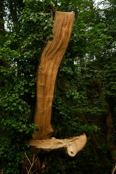 Trasigt Träd Mitt Skogen — Stockfoto