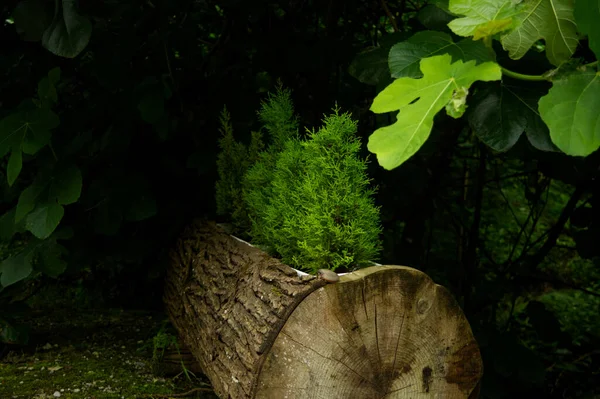 Små Träd Skogen — Stockfoto