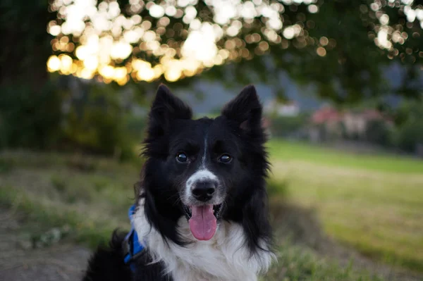 Pequeño Perro Granja —  Fotos de Stock