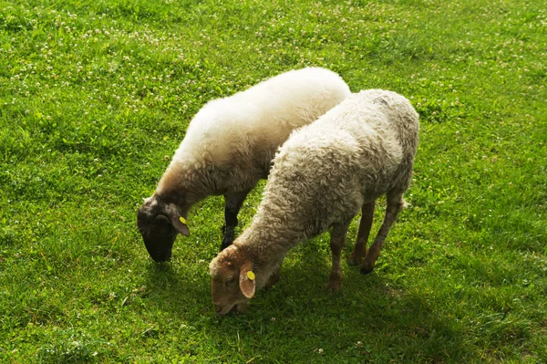 Овцы Едят Траву Ферме — стоковое фото