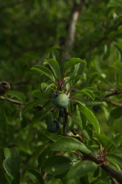 Wilde Früchte Wald — Stockfoto