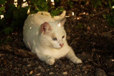 Beyaz kedi bahçede yatıyor.