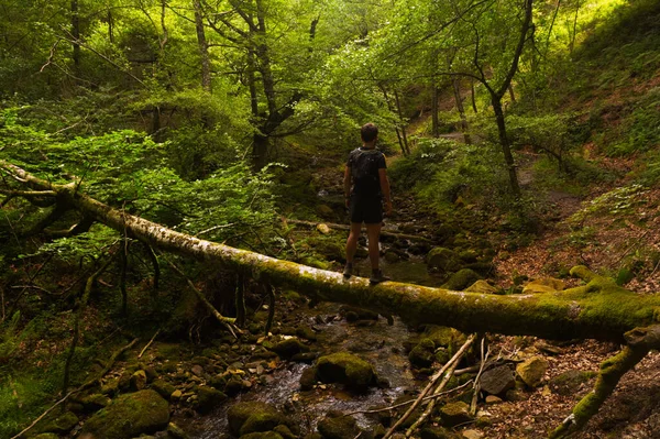 Joven Bosque Por Encima Árbol —  Fotos de Stock