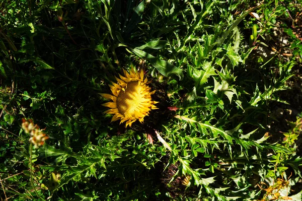 Gul Blomma Grön Bakgrund — Stockfoto