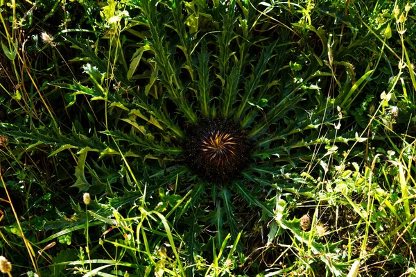 Yeşil Arka Planda Sarı Çiçek — Stok fotoğraf