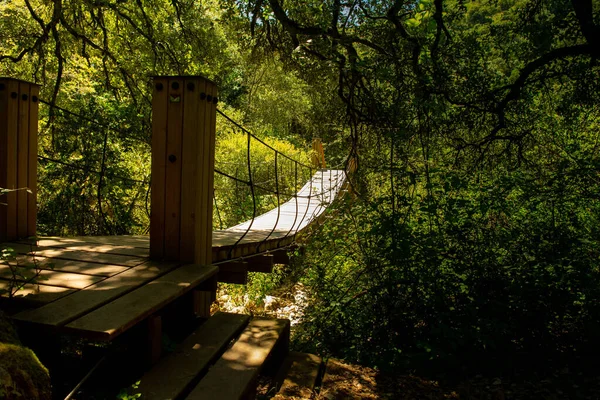 Ponte Legno Perso Nella Foresta — Foto Stock