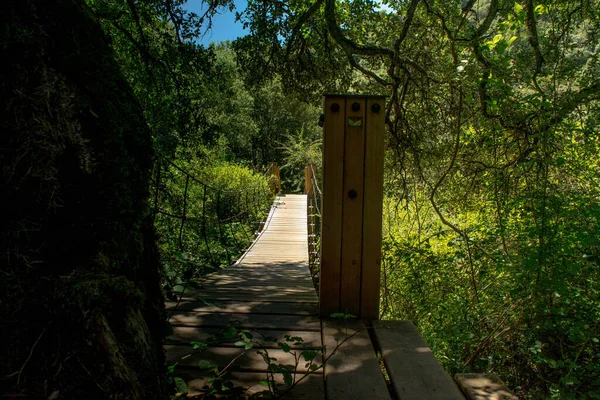 wooden bridge lost in the forest