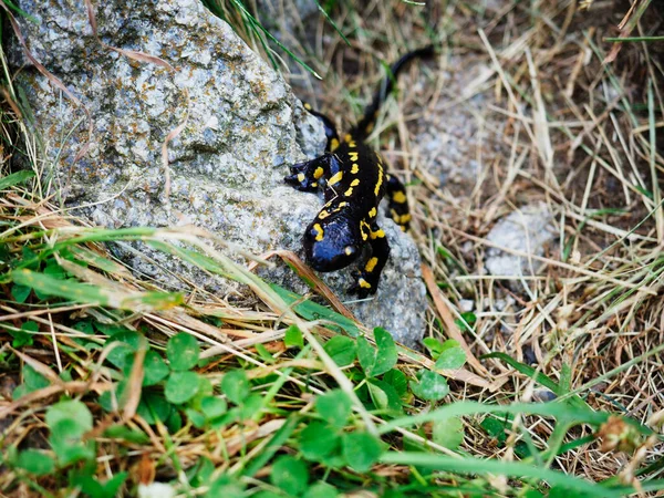 Wilder Salamander Den Bergen Der Pirineos — Stockfoto