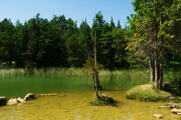 lake lost in the forest