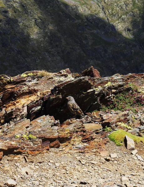 Маленькая Птичка Вершине Горы Андорре — стоковое фото