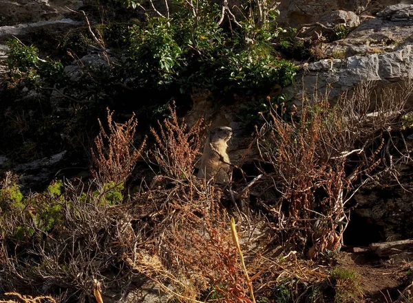 Wild Groundhog Mountains Benasque — Stock Photo, Image