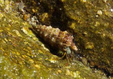 Costa Bravo 'da münzevi bir yumuşakça.