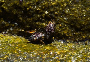 Costa Bravo 'da münzevi bir yumuşakça.