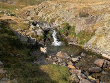 Pirenelerdeki nehirde oynayan küçük bir köpek.