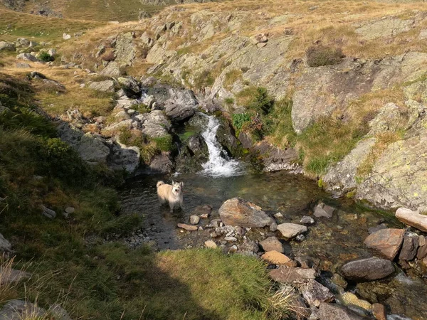 Pirenelerdeki nehirde oynayan küçük bir köpek.
