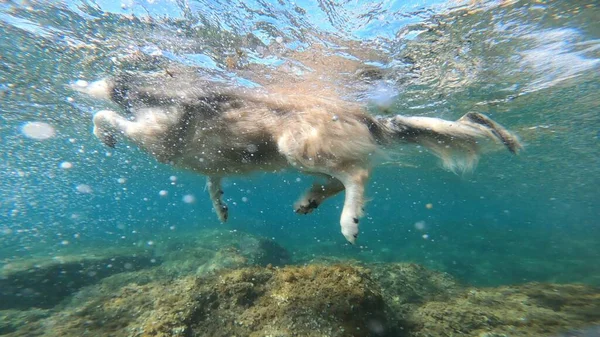 under water photo of a dog swimming