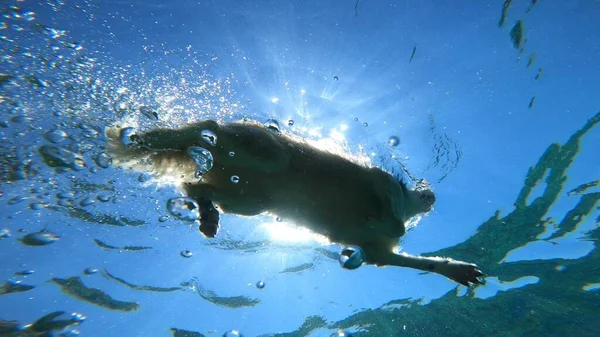 Unter Wasser Foto Eines Schwimmenden Hundes — Stockfoto