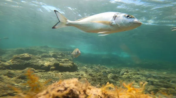 Water Photo Fish Costa Brava While Diving — Stock Photo, Image