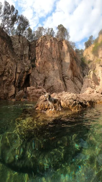 Wet Dog Rock Sea — Stock Photo, Image