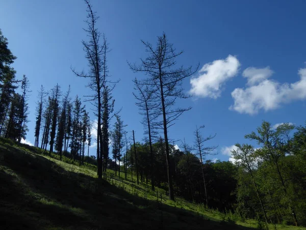 Some Tree Mountains Blue Background — Stock Photo, Image