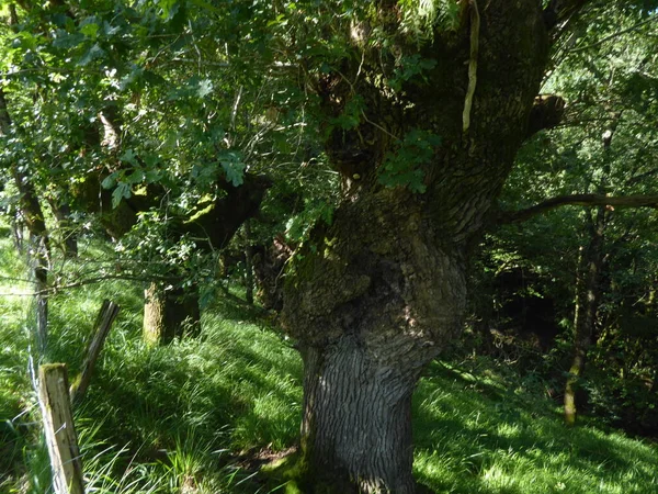 Stort Träd Bergen Baskien — Stockfoto