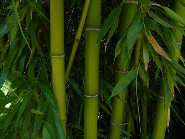 Yapraklı bambu bitkisi dokusu