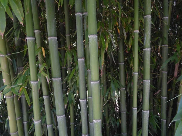 Textura Planta Bambu Com Algumas Folhas — Fotografia de Stock