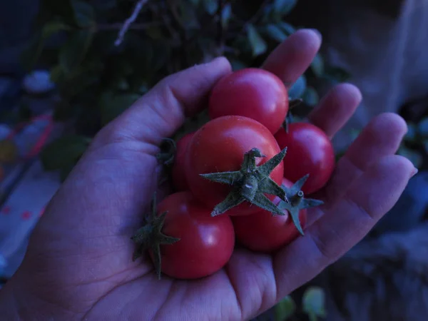 Tomate Cherry Tomado Granja — Foto de Stock