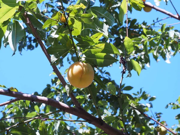 peach fruit into the tree with leaves