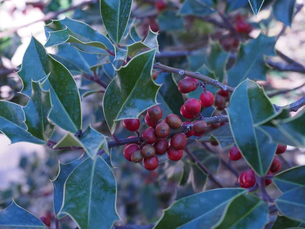 Planta Acebo Silvestre Con Frutos Rojos —  Fotos de Stock