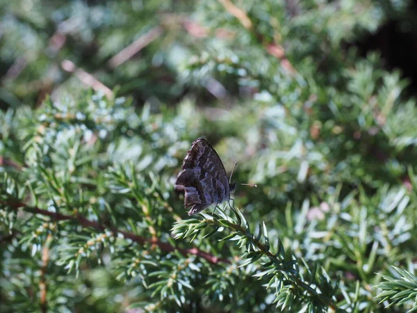 Bahçedeki Küçük Kahverengi Kelebek — Stok fotoğraf