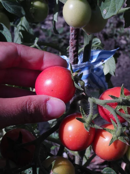 Çiftlikten alınmış biraz kiraz domatesi.