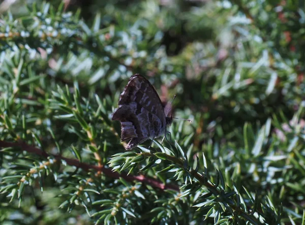 Kleiner Brauner Schmetterling Garten — Stockfoto