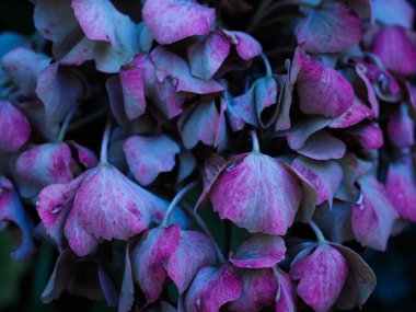 Kuru mor çiçek arkaplanının dokusu