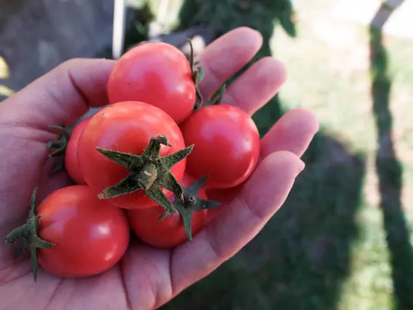 Some Cherry Tomato Taken Farm — Stock Photo, Image