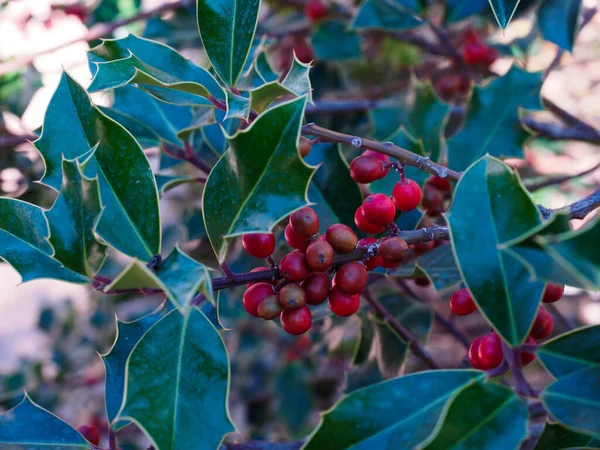 Planta Acebo Silvestre Con Frutos Rojos —  Fotos de Stock