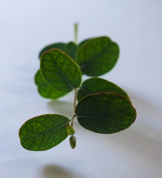 Bahçede bir okaliptüs dalı