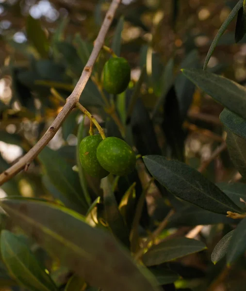 Ein Olivenbaum Mit Ein Paar Oliven Garten — Stockfoto