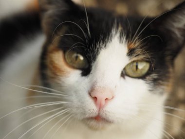 Bahçesinde siyah ve kahverengi lekeler olan beyaz bir kedinin portresi.