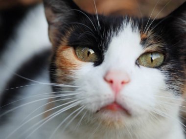 Bahçesinde siyah ve kahverengi lekeler olan beyaz bir kedinin portresi.