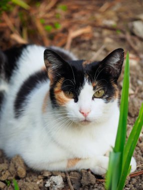 Bahçesinde siyah ve kahverengi lekeler olan beyaz bir kedinin portresi.