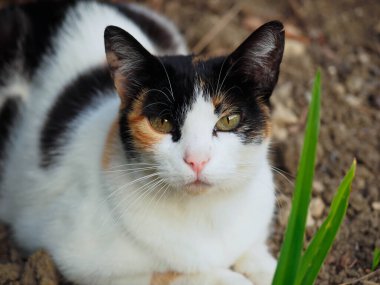Bahçesinde siyah ve kahverengi lekeler olan beyaz bir kedinin portresi.