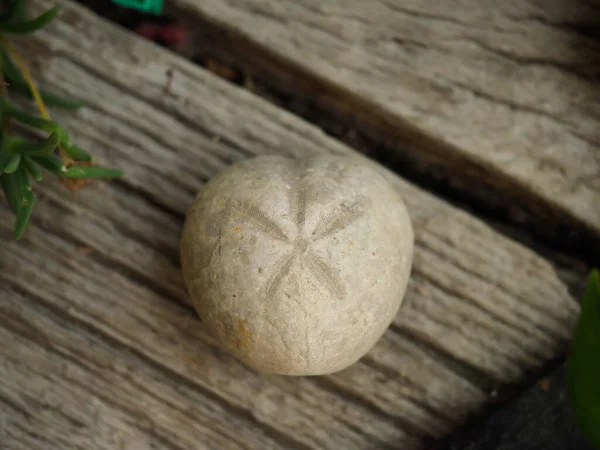 Ein Fossil Auf Einem Holztisch — Stockfoto