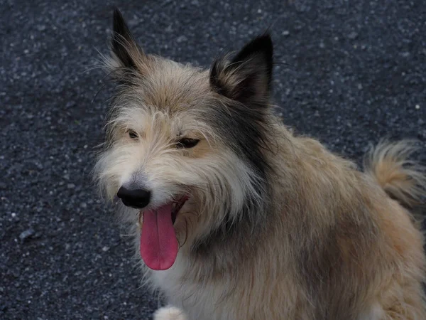 床に横たわる公園の小さな犬の肖像画 — ストック写真