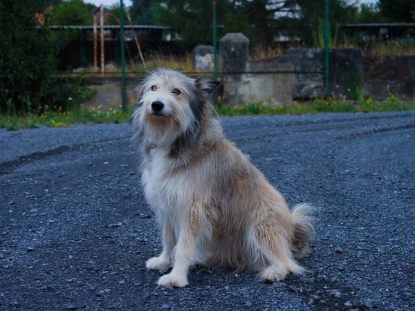 床に横たわる公園の小さな犬の肖像画 — ストック写真