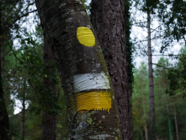 Vandringsmärke Ett Träd Skogen — Stockfoto