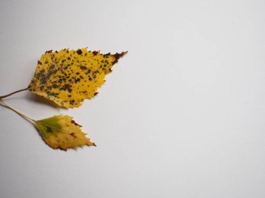 Beyaz bir masada sarı bir yaprak