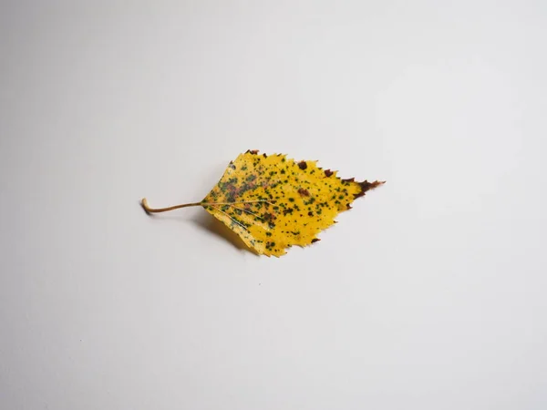 Yellow Leaf White Table — Stock Photo, Image