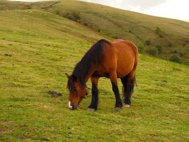 Dağlarda kahverengi at